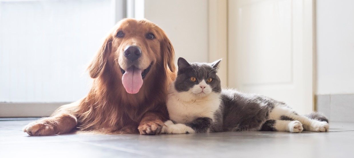 dog&cat