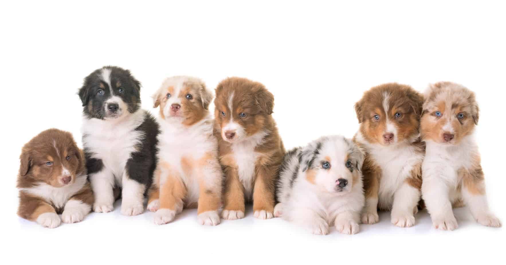 picture collage of dogs
